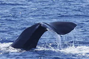 Images Dated 2nd August 2022: Sperm whale, Physeter macrocephalus