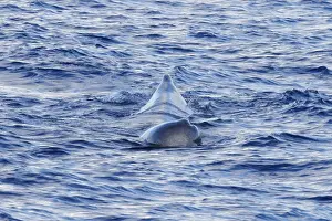Mammifere Prints: Sperm whale, Physeter macrocephalus