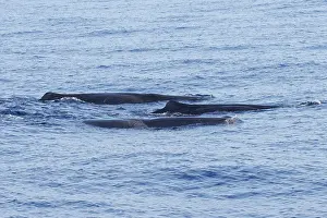 Mammifere Prints: Sperm whale, Physeter macrocephalus