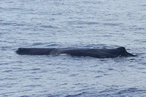 Mammifere Prints: Sperm whale, Physeter macrocephalus
