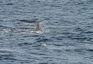 Lesser Antilles Prints: Sperm Whale, Physeter macrocephalus