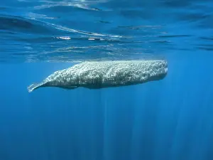 Images Dated 11th October 2022: Sperm Whale, Physeter macrocephalus