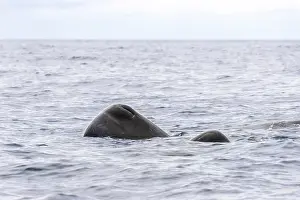 Cetacean Prints: Sperm Whale, Physeter macrocephalus
