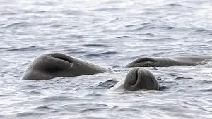 Cetacean Prints: Sperm Whale, Physeter macrocephalus