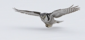 Images Dated 15th March 2009: Sperweruil, Northern Hawk Owl, Surnia ulula