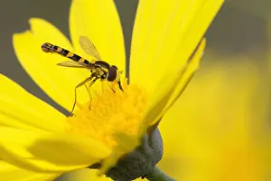 Images Dated 17th October 2015: Sphaerophoria scripta