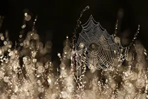 Waterdrops Prints: Spider web in backlight