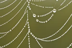 Waternet Prints: Spider's web covered in dew