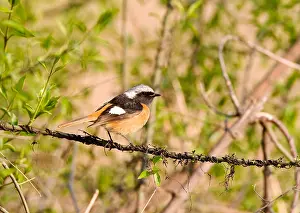 Happy Island Prints: Spiegelroodstaart, Daurian Redstart, Phoenicurus auroreus