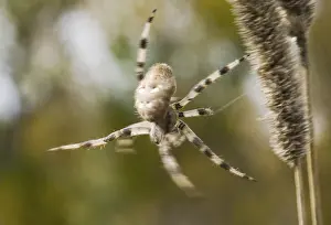 Spinneweb Prints: Spin, Spider