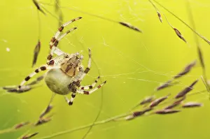Spinneweb Prints: Spin, Spider