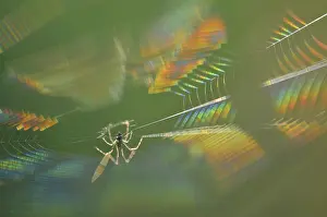 Images Dated 19th June 2013: Spin, Spider