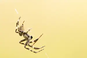 Spinneweb Prints: Spin, Spider
