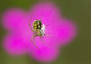 Pink Prints: Spin, Spider