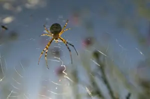 Spinneweb Prints: Spin, Spider