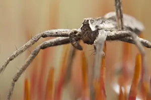Images Dated 6th February 2013: Spin, Spider