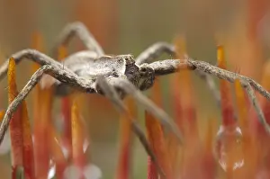 Images Dated 6th February 2013: Spin, Spider