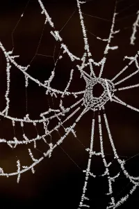 Ice Frozen Prints: Spinnenweb, Spider web