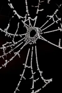 Ice Frozen Prints: Spinnenweb, Spider web