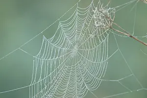 Dauwdruppels Prints: Spinnenweb, Spiderweb