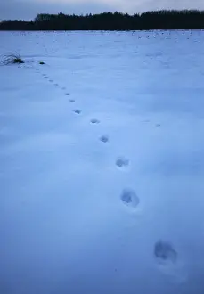 Images Dated 21st February 2007: Sporen Wolf, tracks Wolf