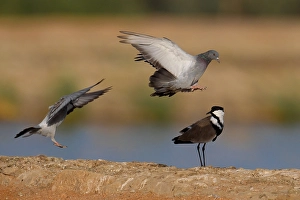 Images Dated 15th October 2010: Sporenkievit, Spur-winged Plover, Vanellus spinosus