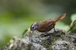 2019 Prints: Spot-necked Babbler, Stachyris strialata