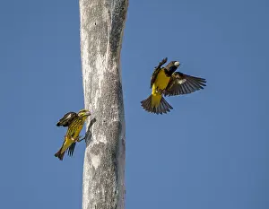 Images Dated 4th February 2020: Spot-winged Grosbeak, Mycerobas melanozanthos