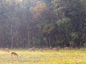 Images Dated 19th March 2023: Spotted Deer, Axis axis