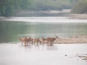Images Dated 19th March 2023: Spotted Deer, Axis axis