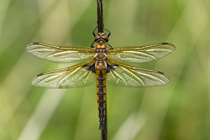 Images Dated 19th May 2016: Two spotted Dragonfly, Epitheca bimaculata