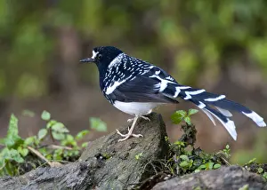 Images Dated 30th December 2015: Spotted Forktail, Enicurus maculatus