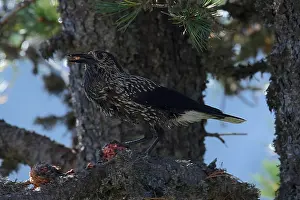 Black And White Prints: Spotted Nutcracker or Eurasian Nutcracker, Nucifraga caryocatactes ssp. caryocatactes