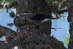 Black And White Prints: Spotted Nutcracker or Eurasian Nutcracker, Nucifraga caryocatactes ssp. caryocatactes