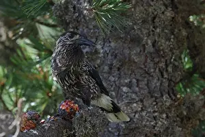 Black And White Prints: Spotted Nutcracker or Eurasian Nutcracker, Nucifraga caryocatactes ssp. caryocatactes