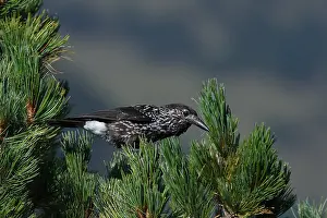 2nd Calendar Year Prints: Spotted Nutcracker or Eurasian Nutcracker, Nucifraga caryocatactes ssp. caryocatactes