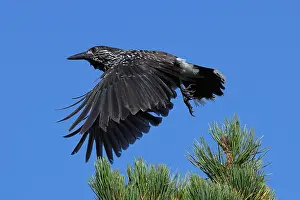 2nd Calendar Year Prints: Spotted Nutcracker or Eurasian Nutcracker, Nucifraga caryocatactes ssp. caryocatactes