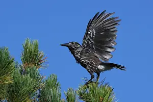 2nd Calendar Year Prints: Spotted Nutcracker or Eurasian Nutcracker, Nucifraga caryocatactes ssp. caryocatactes