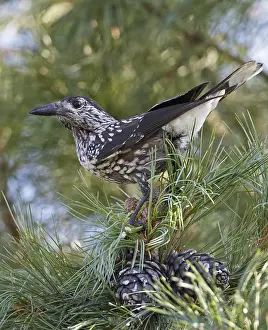 Nucifraga Prints: Spotted Nutcracker, Notenkraker, Nucifraga caryocatactes