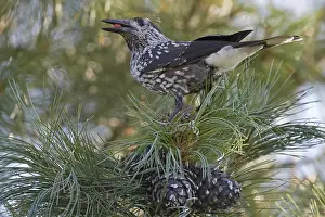 Nucifraga Prints: Spotted Nutcracker, Notenkraker, Nucifraga caryocatactes