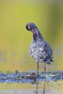 Preening Prints: Spotted Redshank