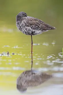 Shorebirds Prints: Spotted Redshank