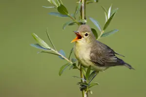 Hippolais Prints: Spotvogel, Icterine Warbler, Hippolais icterina