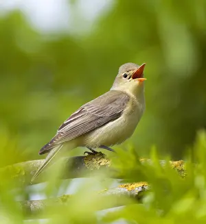 Hippolais Prints: Spotvogel; Icterine Warbler; Hippolais icterina