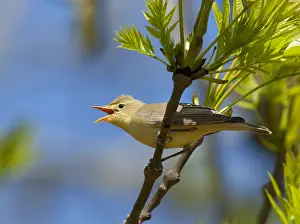 Hippolais Prints: Spotvogel; Icterine Warbler; Hippolais icterina
