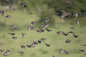 Images Dated 6th June 2014: Spreeuw; Common Starling; Sturnus vulgaris