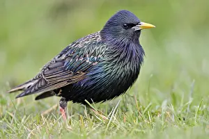 : Spreeuw; Common Starling; Sturnus vulgaris
