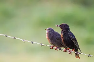 Culture Prints: Spreeuw, European Starling, Sturnus vulgaris