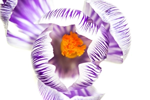 Images Dated 20th February 2020: Spring Crocus, Crocus vernus