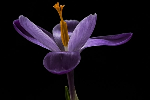 Images Dated 22nd February 2020: Spring Crocus; Crocus vernus